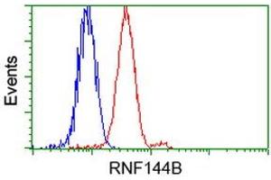 Image no. 1 for anti-Ring Finger Protein 144B (RNF144B) (AA 1-256) antibody (ABIN1490651) (RNF144B Antikörper  (AA 1-256))