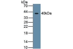Detection of Recombinant HIF1a, Human using Monoclonal Antibody to Hypoxia Inducible Factor 1 Alpha (HIF1a) (HIF1A Antikörper  (AA 218-506))