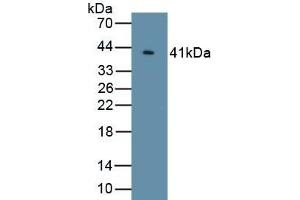 Detection of Recombinant KL, Human using Polyclonal Antibody to Klotho (KL)