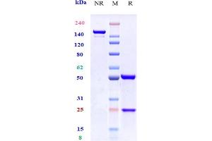Anti-CCR7 / CD197 Reference Antibody (R707) on SDS-PAGE under reducing (R) condition.