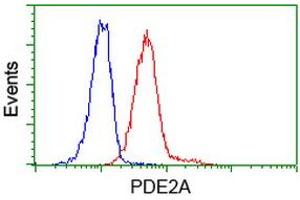 Image no. 3 for anti-phosphodiesterase 2A, CGMP-Stimulated (PDE2A) antibody (ABIN1500084)