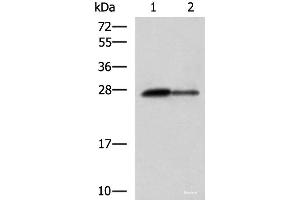 Western blot analysis of Rat pancreas tissue and Mouse pancreas tissue lysates using CTRB1 Polyclonal Antibody at dilution of 1:1000 (CTRB1 Antikörper)