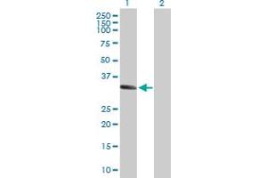 Western Blot analysis of MSX1 expression in transfected 293T cell line by MSX1 MaxPab polyclonal antibody. (MSX1 Antikörper  (AA 1-297))