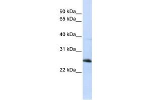 Western Blotting (WB) image for anti-Reticulon 1 (RTN1) antibody (ABIN2459313) (Reticulon 1 Antikörper)