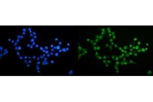 IF analysis of CDC27 using anti-CDC27 antibody (ABIN7602163). (CDC27 Antikörper  (AA 609-824))
