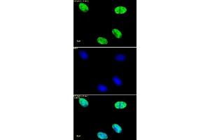 Immunofluorescence (IF) image for anti-Histone H4 (acetylated) antibody (ABIN2668866)
