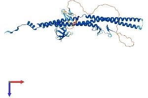 GAS7 Protein (AA 1-476) (His tag)
