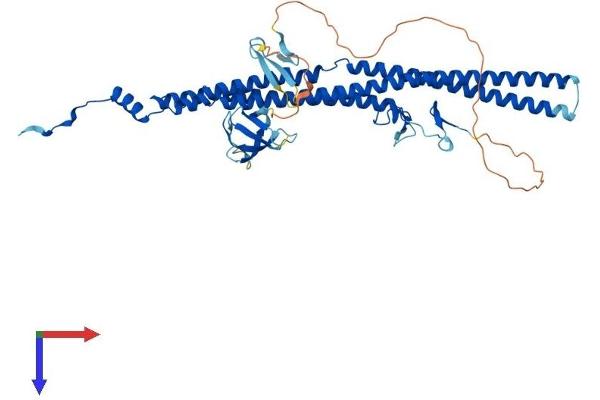 GAS7 Protein (AA 1-476) (His tag)