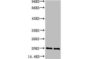 Western blot analysis of 1) Hela Cell Lysate, 2) C2C12 Cell Lysate, 3) PC12 Cell Lysate using Bax Mouse mAb diluted at 1:1000. (BAX Antikörper)
