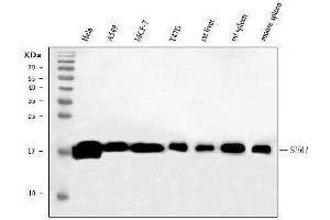 Western blot analysis of PC4/SUB1 using anti-PC4/SUB1 antibody (ABIN7602185). (SUB1 Antikörper  (AA 62-127))