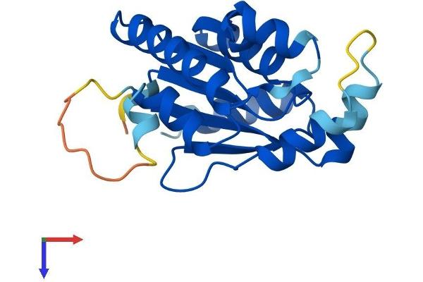 IdnK Protein (AA 1-187) (His tag)