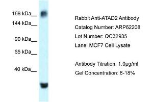 Western Blotting (WB) image for anti-ATPase Family, AAA Domain Containing 2 (ATAD2) (C-Term) antibody (ABIN970153) (ATAD2 Antikörper  (C-Term))