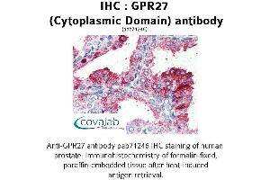 Image no. 1 for anti-G Protein-Coupled Receptor 27 (GPR27) (3rd Cytoplasmic Domain) antibody (ABIN1735039) (GPR27 Antikörper  (3rd Cytoplasmic Domain))
