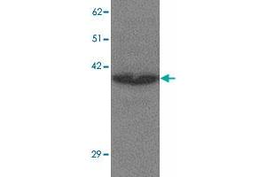 Western blot analysis of CREBZF in K-562 cell lysate with CREBZF polyclonal antibody  at 1 ug/mL. (CREBZF Antikörper  (N-Term))