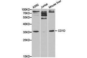 Western Blotting (WB) image for anti-CD1d Molecule (CD1D) antibody (ABIN1871594) (CD1d Antikörper)