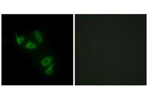 Immunofluorescence (IF) image for anti-Mucin 13, Cell Surface Associated (MUC13) (C-Term) antibody (ABIN1849970) (MUC13 Antikörper  (C-Term))