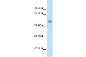 WB Suggested Anti-Tat Antibody   Titration: 1. (Tat (C-Term) Antikörper)