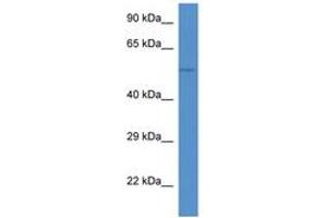 Image no. 1 for anti-Serpin Family C Member 1 (SERPINC1) (C-Term) antibody (ABIN6746198) (SERPINC1 Antikörper  (C-Term))