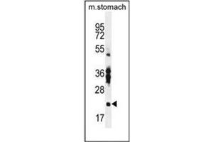 Western blot analysis of RBPMS2 Antibody  in Mouse stomach tissue lysates (35ug/lane).