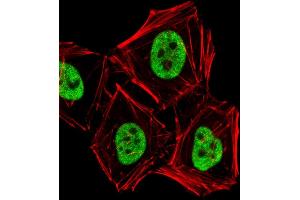 Fluorescent image of Hela cells stained with PCGF6 Antibody (C-term) (ABIN6243439 and ABIN6577713). (PCGF6 Antikörper  (C-Term))