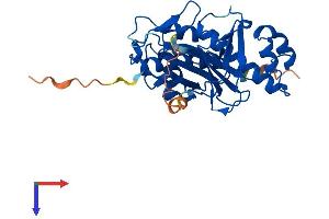 AASDHPPT Protein (AA 1-309) (His tag)