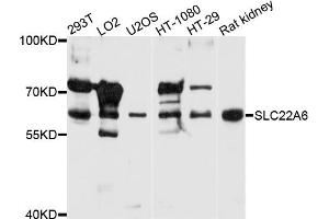 Western blot analysis of extracts of various cell lines, using SLC22A6 antibody (ABIN5970919) at 1/1000 dilution. (SLC22A6 Antikörper)