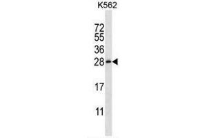 CSHL1 Antibody (C-term) western blot analysis in K562 cell line lysates (35µg/lane).