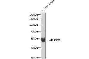 Western blot analysis of extracts of Human serum, using SERPIN Rabbit pAb (ABIN7270241) at 1:1000 dilution. (SERPINA9 Antikörper  (AA 110-210))