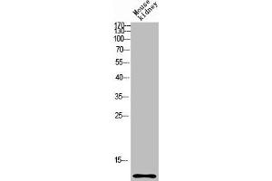 Western blot analysis of mouse-kidney lysis using CCL27 antibody. (CCL27 Antikörper  (Internal Region))