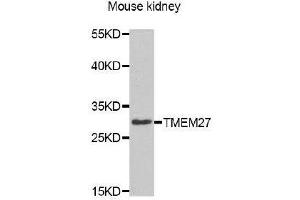 Western Blotting (WB) image for anti-Transmembrane Protein 27 (TMEM27) antibody (ABIN1875117)