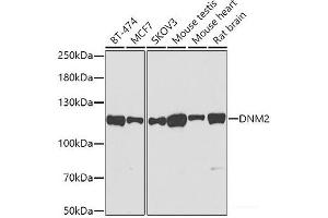 Western blot analysis of extracts of various cell lines using DNM2 Polyclonal Antibody at dilution of 1:500. (DNM2 Antikörper)