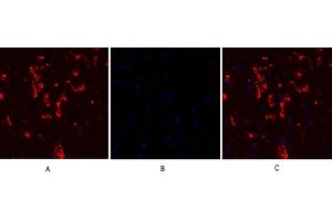 Immunofluorescence analysis of rat heart tissue. (Connexin 43/GJA1 Antikörper  (AA 310-390))