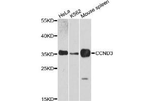 Western blot analysis of extracts of various cell lines, using CCND3 antibody. (Cyclin D3 Antikörper)