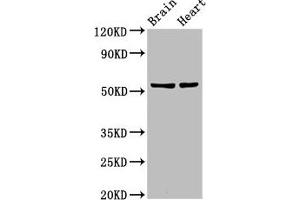 Western Blot Positive WB detected in: Rat brain tisseu, Rat heart tissue All lanes: RBM45 antibody at 12 μg/mL Secondary Goat polyclonal to rabbit IgG at 1/50000 dilution Predicted band size: 54, 38 kDa Observed band size: 54 kDa (RBM45 Antikörper  (AA 170-244))