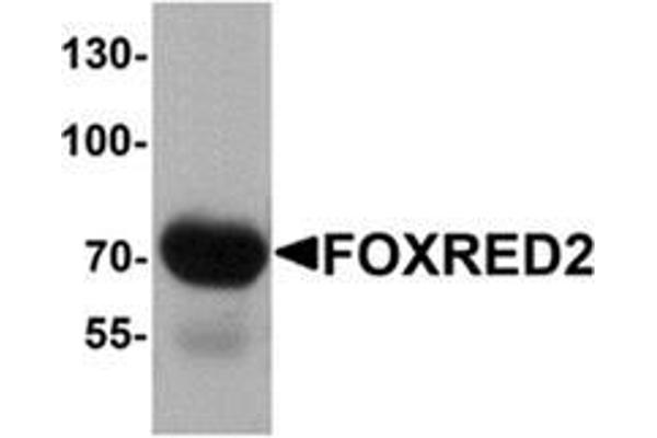 FOXRED2 antibody  (N-Term)