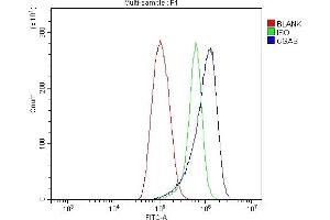 Flow Cytometry analysis of THP-1 cells using anti-CGAS antibody (ABIN7600586). (C6orf150 Antikörper  (AA 208-522))