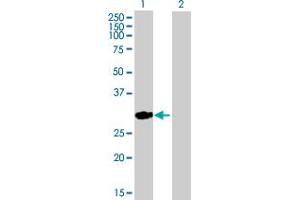 Western Blot analysis of C1QB expression in transfected 293T cell line by C1QB MaxPab polyclonal antibody.