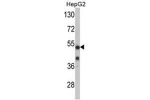 Western blot analysis of PFTK1 Antibody (N-term P82) in mouse cerebellum tissue lysates (35ug/lane). (CDK14 Antikörper  (N-Term))