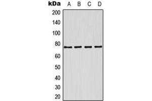 Western blot analysis of Kv7. (KCNQ1 Antikörper  (Center))