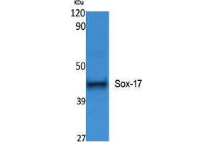 Western Blotting (WB) image for anti-SRY (Sex Determining Region Y)-Box 17 (SOX17) (Internal Region) antibody (ABIN3178087) (SOX17 Antikörper  (Internal Region))