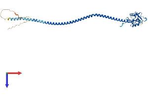 CD207 Protein (AA 1-328) (His tag)