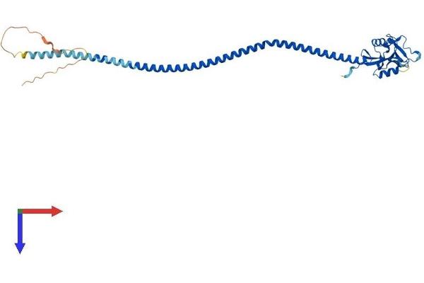 CD207 Protein (AA 1-328) (His tag)