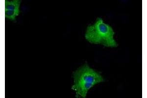 Anti-RALBP1 mouse monoclonal antibody (ABIN2453579) immunofluorescent staining of COS7 cells transiently transfected by pCMV6-ENTRY RALBP1 (RC201524). (RALBP1 Antikörper)