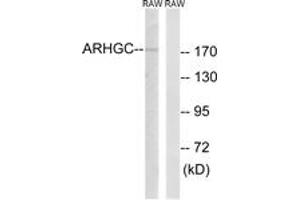 Western blot analysis of extracts from RAW264. (ARHGEF12 Antikörper  (AA 449-498))