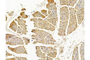 C20orf27 Antibody at 1/100 staining rat muscle tissue by IHC-P. (C20ORF27 Antikörper)