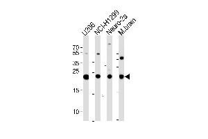 UCHL1 Antibody (C-term) (ABIN388870 and ABIN2839166) western blot analysis in ,NCI-,mouse Neuro-2a cell line and mouse brain tissue lysates (35 μg/lane). (UCHL1 Antikörper  (C-Term))