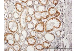Immunoperoxidase of purified MaxPab antibody to ACADM on formalin-fixed paraffin-embedded human kidney. (Medium-Chain Specific Acyl-CoA Dehydrogenase, Mitochondrial (AA 1-421) Antikörper)