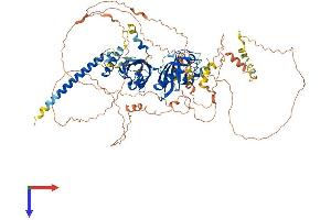 HIF1A Protein (AA 1-836) (His tag)