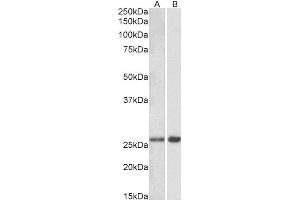 ABIN2563900 (0. (MOBKL3 Antikörper  (AA 137-151))