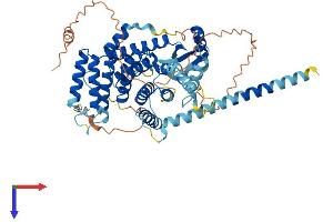 SPATA16 Protein (AA 1-571) (His tag)